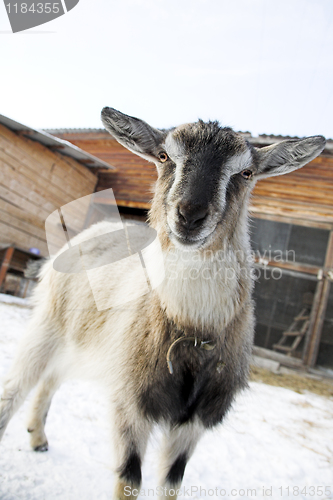 Image of nanny-goat