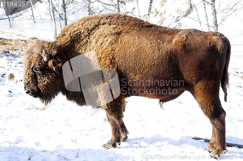 Image of wild bison