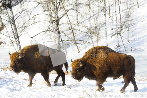 Image of two bisons 