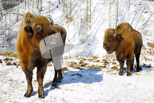 Image of winter bison