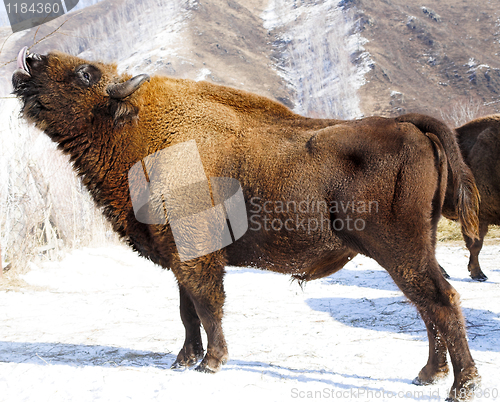 Image of winter bison