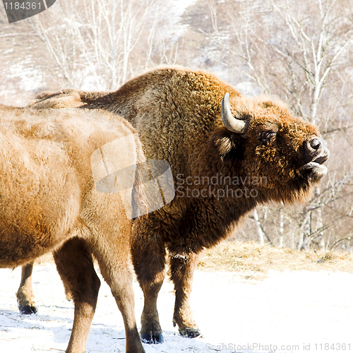 Image of winter bison