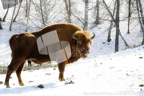 Image of wild bison