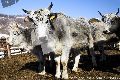 Image of grey cows