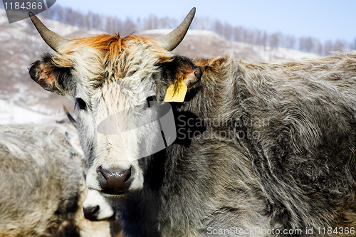 Image of grey cows 