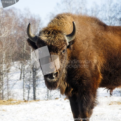 Image of wild bison