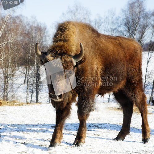 Image of wild bison