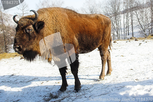 Image of wild bison