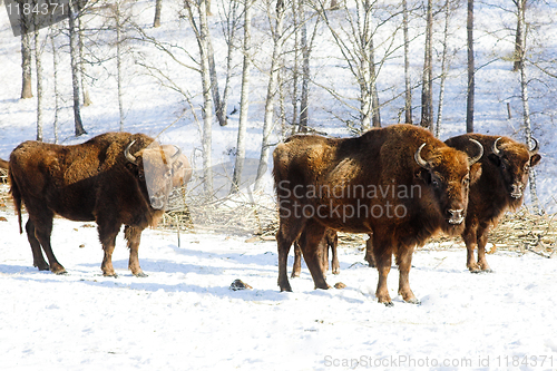 Image of wild bisons