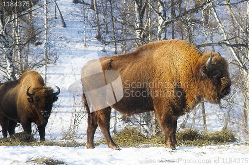 Image of wild bisons