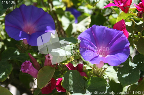 Image of Lovely flowers in blue