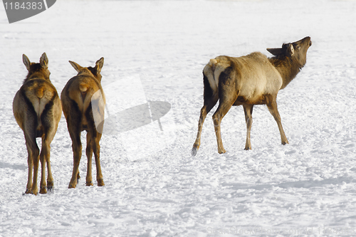 Image of Siberian deer