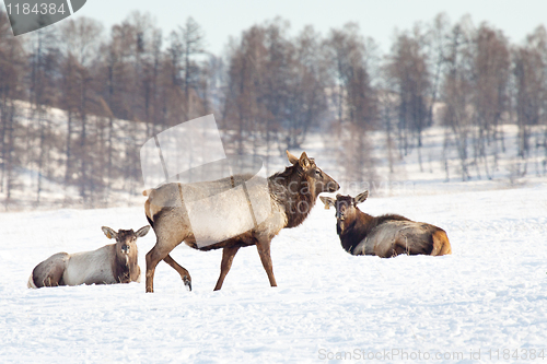 Image of Siberian deer