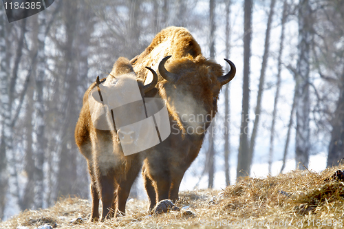 Image of winter bison