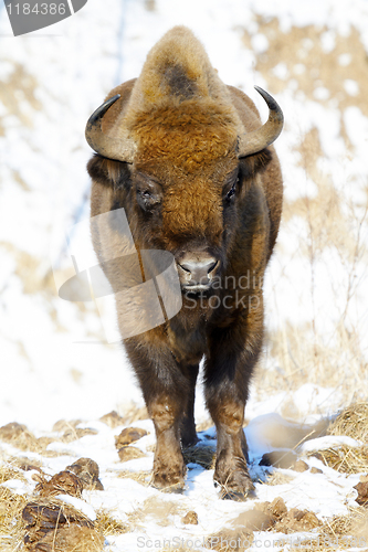 Image of wild bison