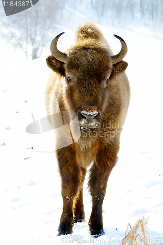 Image of wild bison