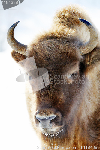 Image of wild bison