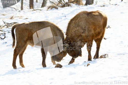 Image of bison battle