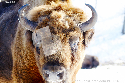 Image of wild bison