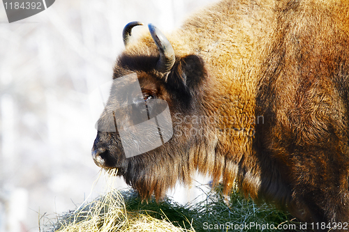 Image of wild bison