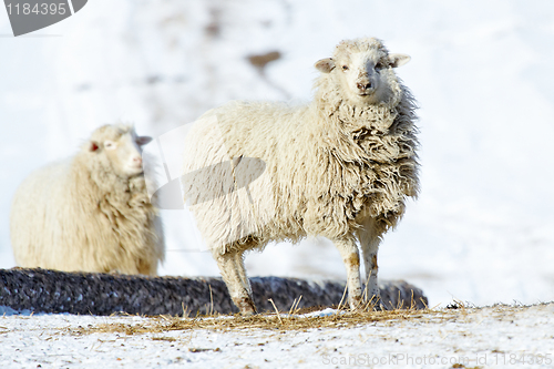 Image of sheeps