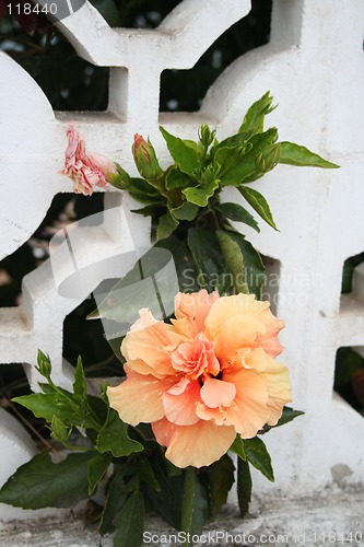 Image of Hibiscus in orange