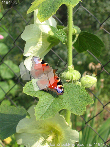 Image of butterfly