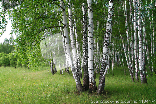 Image of birch trees