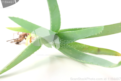 Image of Aloe Vera