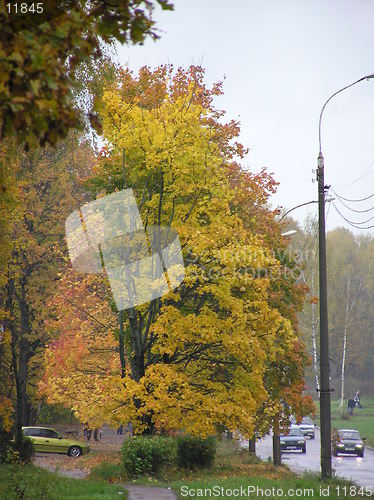 Image of Yellow tree