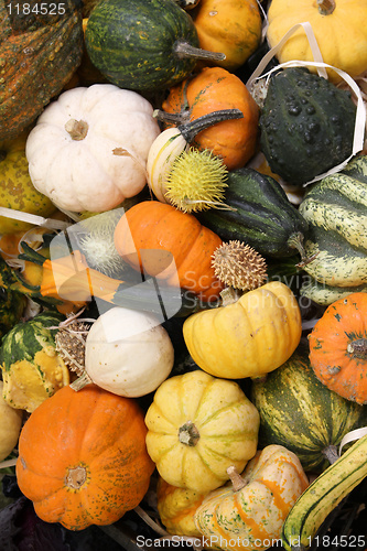 Image of Squash varieties