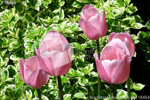 Image of 5 pink tulips