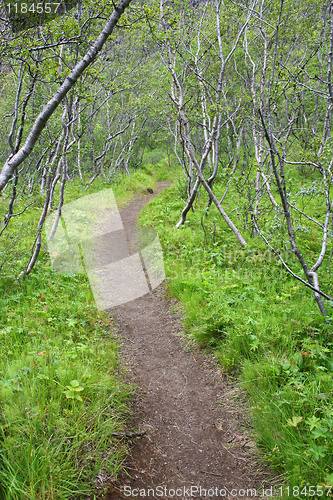Image of Forest in Iceland