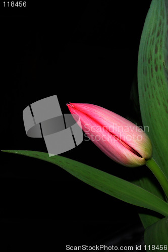 Image of pink tulip bud
