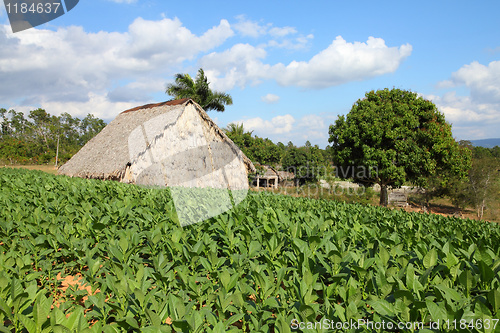 Image of Tobacco field