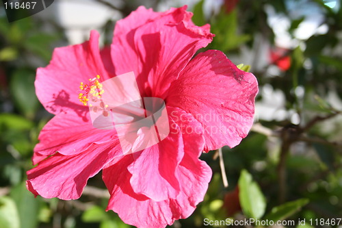 Image of Lovely kind of hibiscus