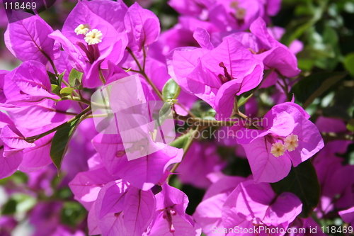 Image of Wonderful lilac bougainvillea