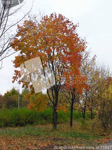 Image of Tree in red