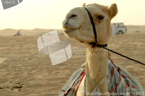 Image of Happy camel