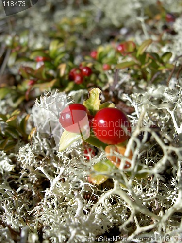 Image of red whortleberry