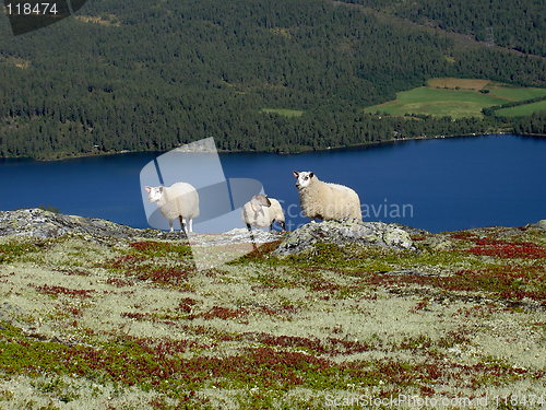 Image of three sheep
