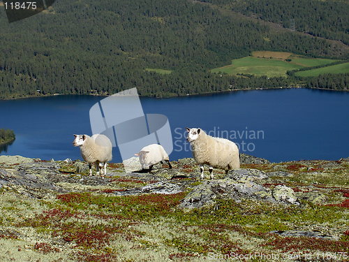 Image of three sheep