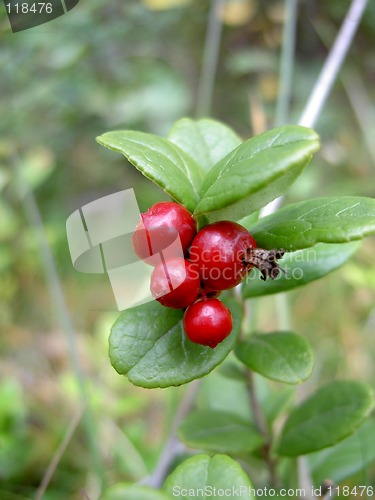 Image of red whortleberry