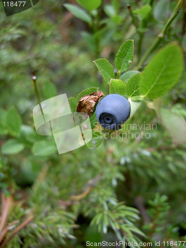 Image of single blueberry