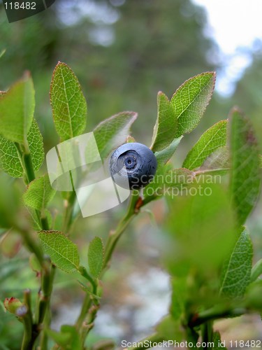 Image of Blueberry