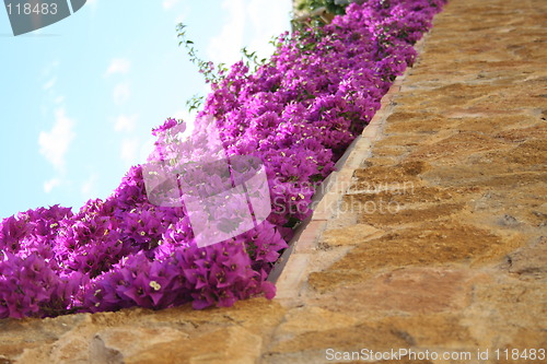 Image of Wall with bougainvillea