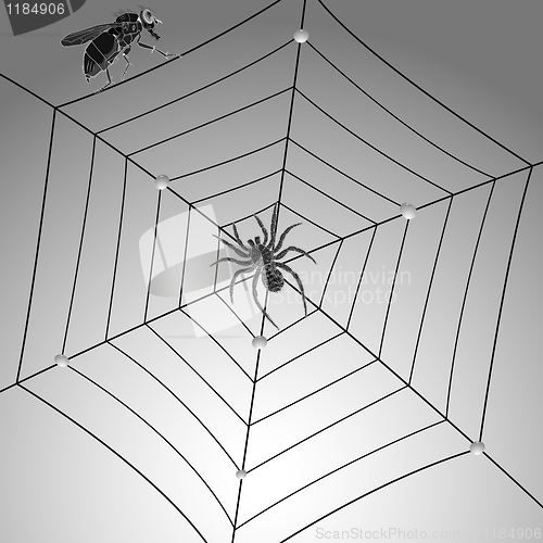 Image of spider fly and web