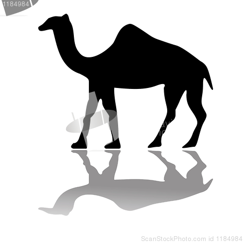 Image of camel isolated on white