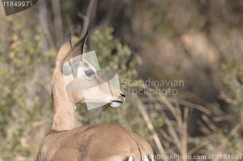 Image of Impala