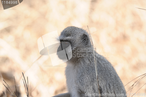 Image of Vervet monkey